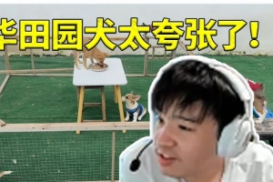 Letme看小狗集体闯关吃饭 感慨中华田园犬开挂：这只狗太夸张了！