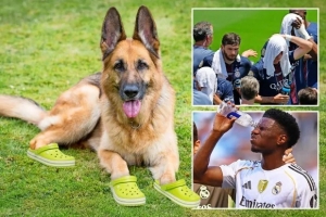 狗穿鞋太阳报：由于比赛地高温，世俱杯的嗅探犬被配备保护鞋