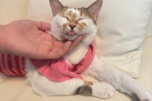 精准切入！Wei晒猫猫照片： ​​​