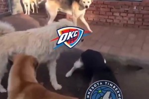 太有活了！美媒恶搞：狗王雷霆吓退掘金灰熊，把森林狼按地上